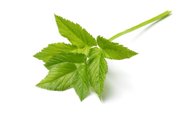 Fresh green twig of ground elder close upisolated on white background