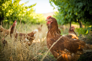 Close up image of a free range chicken on a farm in a field and in the chicken coop.