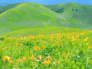 ニッコウキスゲ咲く霧ヶ峰高原(ガボッチョ山)