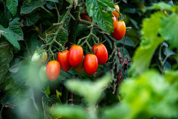 もうすぐ食卓に並ぶ美味しそうなトマト