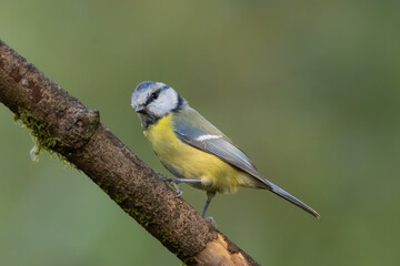 Fototapeta premium blue tit