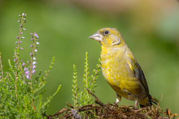 greenfinch