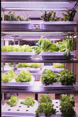 Organic hydroponic vegetable grow with LED Light Indoor farm, Agriculture Technology.	