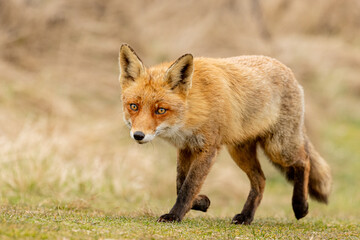Naklejka na ściany i meble Red Fox in the wilderness 