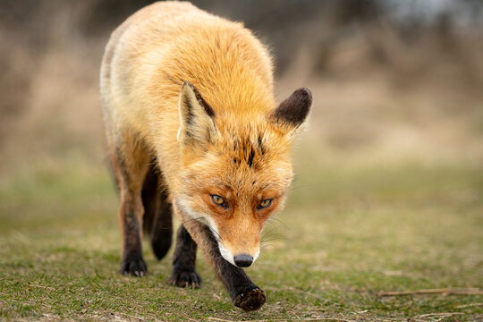 Red Fox in the wilderness 