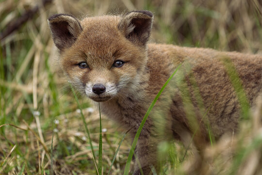 Young Red Fox Cub exploring the world