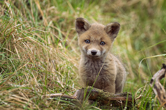 Young Red Fox Cub exploring the world