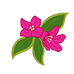 Alpenrose Flower