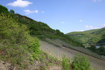 Rebstöcke im Bopparder Hamm, Weinberg