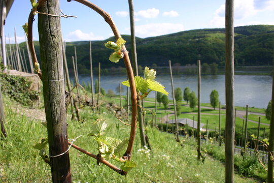 Rebst&ouml;cke im Bopparder Hamm, Weinberg