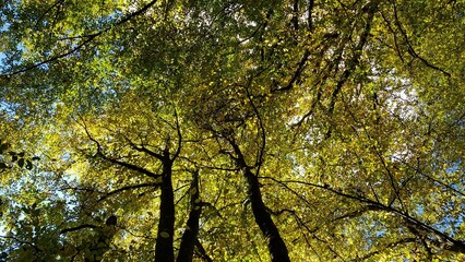 Wald, Baumkrone im Herbst