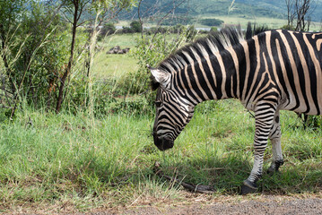 Fototapeta na wymiar a zebra in summer time in South Africa with a beautiful and green hill side and mountain range as background
