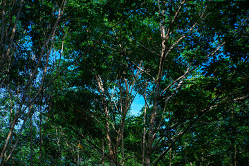 Green para rubber tree forest agricultural industry