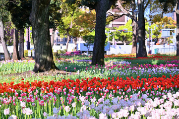 close up beautiful colorful tulips blooming in outdoor garden, yokohama, Japan