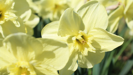 beautiful yellow narcissus in a field of flowers