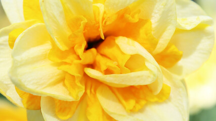 yellow spring flower narcissus macro