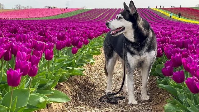 Funny husky dog outdoor in tulip fields. Pets playing. High quality 4k footage Generative AI