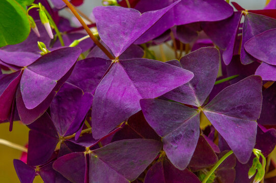 รูปภาพTriangularis – เลือกดูภาพถ่ายสต็อก เวกเตอร์ และวิดีโอ1,233 ...