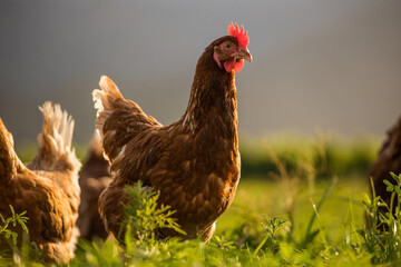Close up image of a free range chicken on a farm in a field and in the chicken coop.