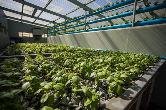 Close up image of a high-tech indoor aquaponics facility that grows green leafy vegetables and herbs