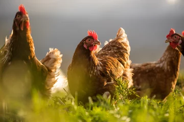 Fotobehang Close up image of a free range chicken on a farm in a field and in the chicken coop. © Dewald