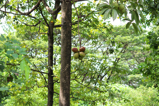 Java olive tree (Sterculia foetida) with fruits.