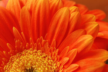 orange Gerber Daisy close up macro