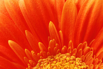 orange Gerber Daisy close up macro