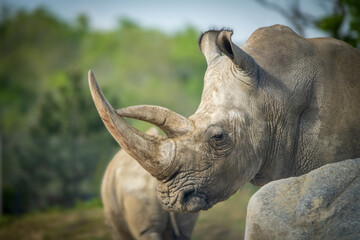 Rhinoceros and big horns