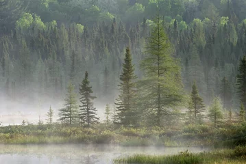 Foto auf Acrylglas Wald im Nebel Algonquin Park marsh in early morning mist