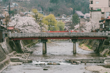 Sakura cherry blossom trees along both side of Miyagawa river in spring season