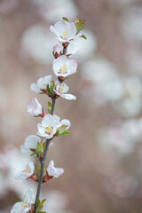 cherry tree blossom