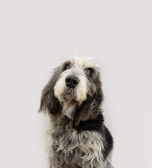 Portrait Blue Gascony Griffon dog with serious expression looking away. Dog emotion.. Isolated on gray white background.