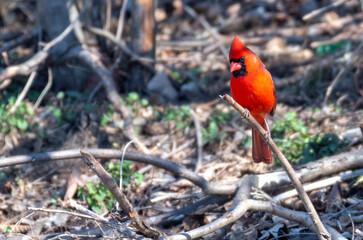 red cardinal bird