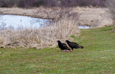 vulture in the grass