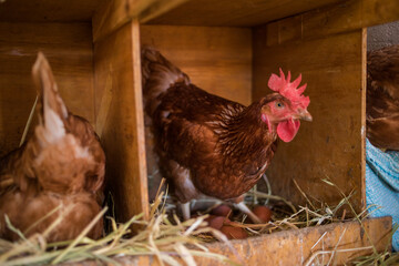 Close up image of a free range chicken on a farm in a field and in the chicken coop.
