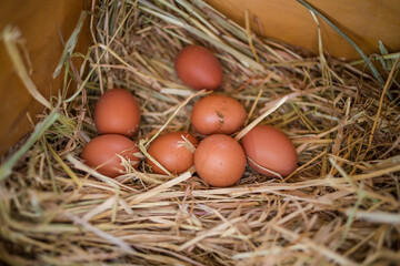 Close up image of a free range chicken on a farm in a field and in the chicken coop.