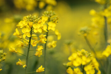 Isolated rapeseed blossoms..