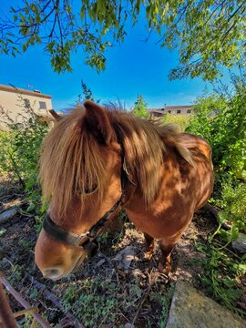 caballo mediano marron con flequillo