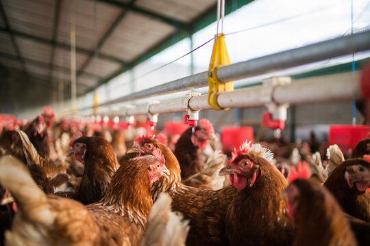 Close up image of a free range chicken on a farm in a field and in the chicken coop.