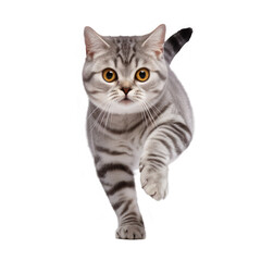 Obraz premium american shorthair walking isolated on white