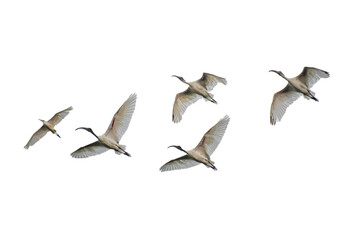 Birds in flight on white transparent background PNG