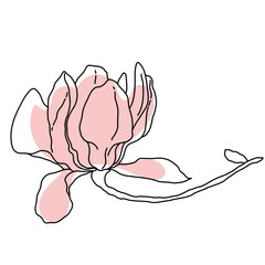 Magnolia flower blooming art. Hand drawn realistic detailed vector illustration. Black outline and pink shape clipart