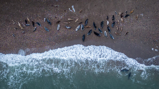 Grey Seals (Halichoerus Grypus) at Glen beach, Wicklow, Ireland. Drone image looking down
