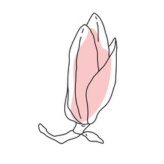 Magnolia flower bud art. Hand drawn realistic detailed vector illustration. Black outline and pink shape clipart