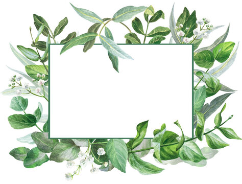 watercolor frame with leaves of eucalyptus