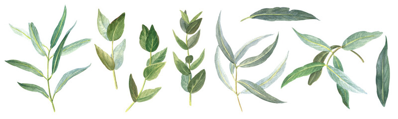 watercolor illustration set with leaves of eucalyptus © Irina