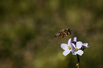 pszczoła na kwiatku 