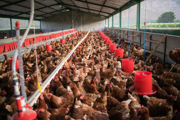 Close up image of a free range chicken on a farm in a field and in the chicken coop. © Dewald