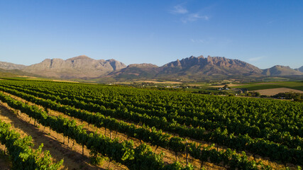 Fototapeta na wymiar Scenic photo over vineyards in the Western Cape of South Africa, showcasing the huge wine industry of the country
